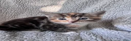 Mixed Breed cats for sale: 8 Beautiful mixed breed kittens looking for a home - Advert 15