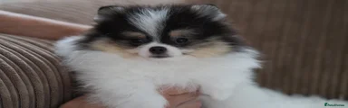 Pomeranian 