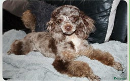 Cavapoo dogs for sale: Blue merle phantom Cavapoo female puppy - Advert 11