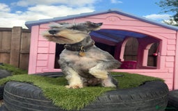Miniature Schnauzer dogs for stud: KC MAC Pepper & Salt miniature schnauzer Stud - Image 8