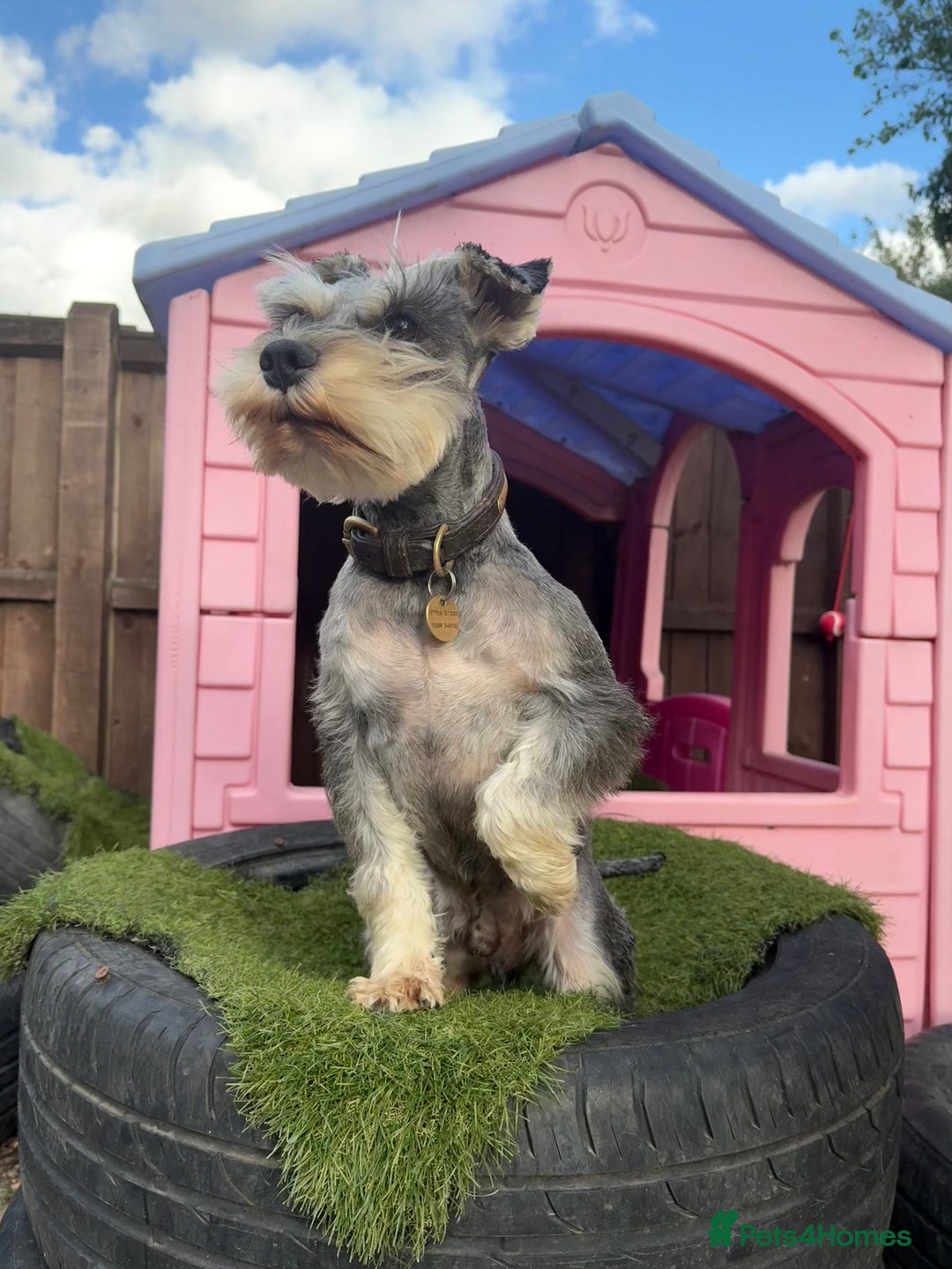 Miniature Schnauzer dogs for stud: KC MAC Pepper & Salt miniature schnauzer Stud - Image 8