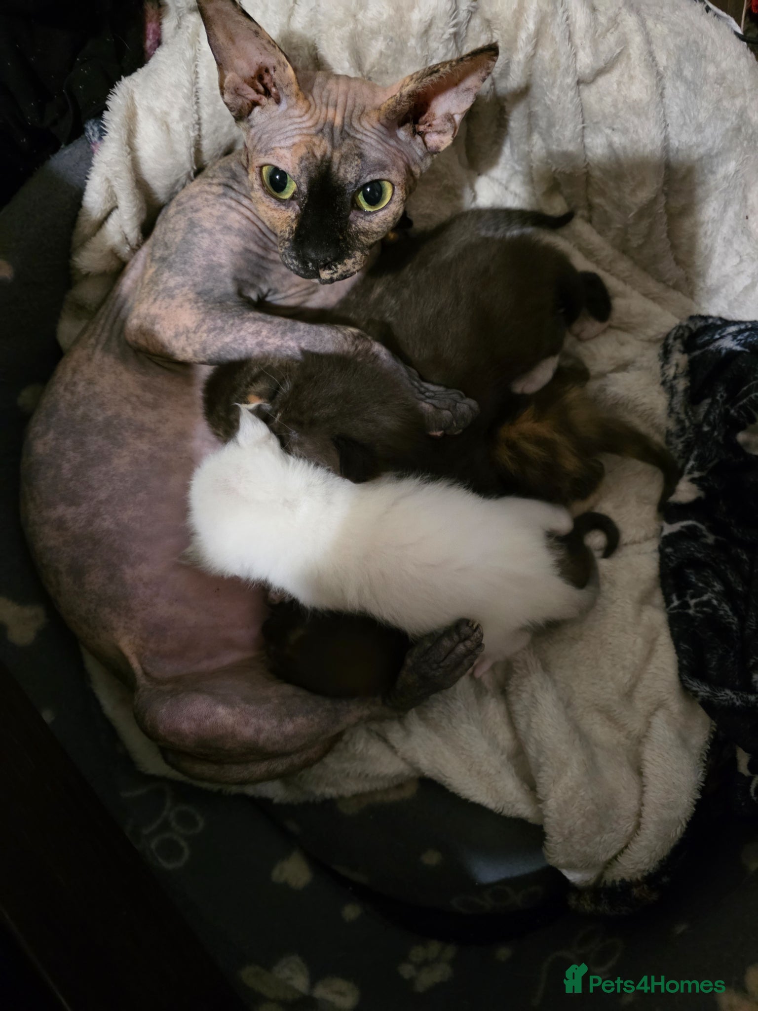 Sphynx cats 3 Beautiful female Sphynx x DSH kittens - Advert 2