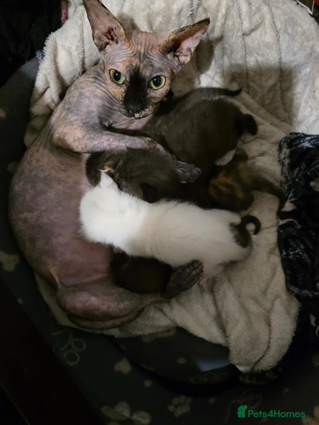 Sphynx cats for sale: 2 Beautiful female Sphynx x DSH kittens - Advert 1