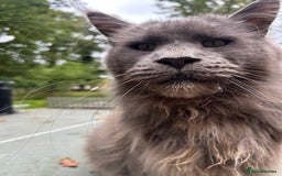 Maine Coon cats for sale: Vlad. Exquisite Huge Russian (neutered) 🔥🔥🔥🔥 - Image 2