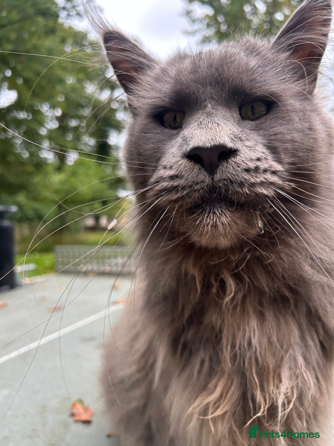 Maine Coon cats for sale: Vlad. Exquisite Huge Russian (neutered) 🔥🔥🔥🔥 - Image 2