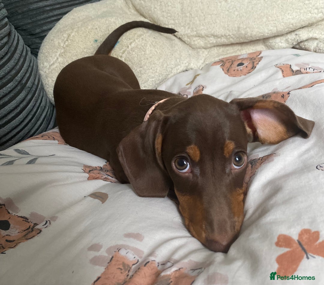 Miniature Dachshund dogs for sale: Female miniature dachshund  - Image 2