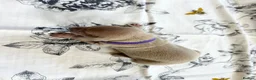 Italian Greyhound dogs for sale: Health tested KC reg Italian Greyhound Puppies  - Advert 12
