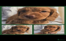 Cocker Spaniel dogs for sale: Top KC working cocker spaniels - Image 4