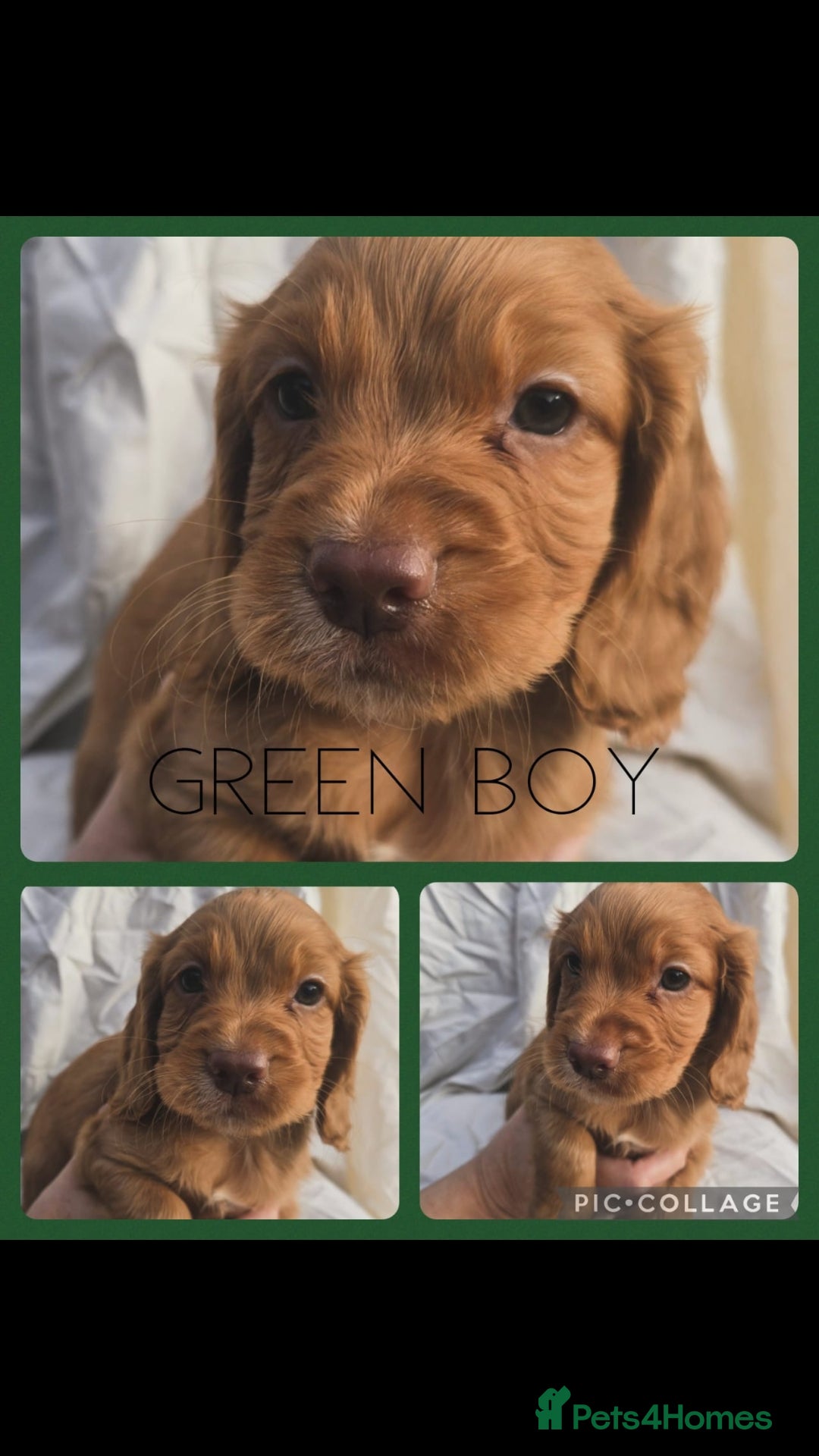Cocker Spaniel dogs for sale: Top KC working cocker spaniels - Image 4