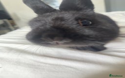 Netherland Dwarf rabbits for sale: Bolt  - Advert 6