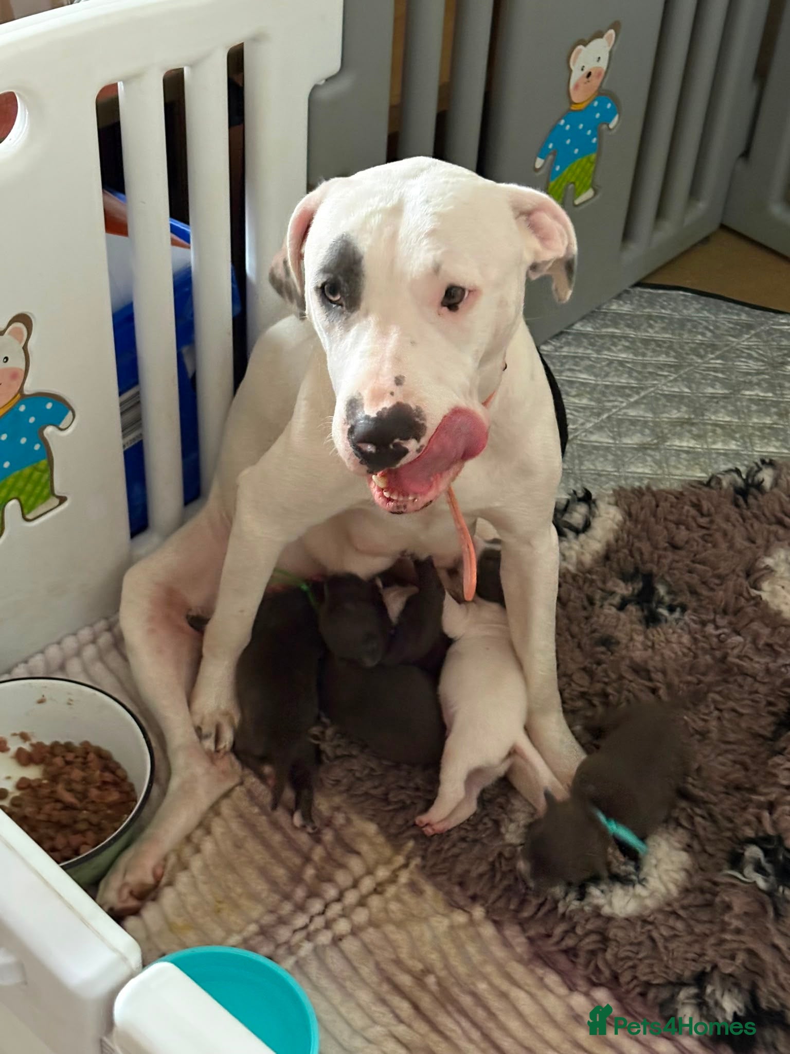 Staffordshire Bull Terrier dogs Lovely staffie pups   - Advert 1
