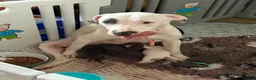 Staffordshire Bull Terrier dogs for sale: Lovely staffie pups   - Advert 1