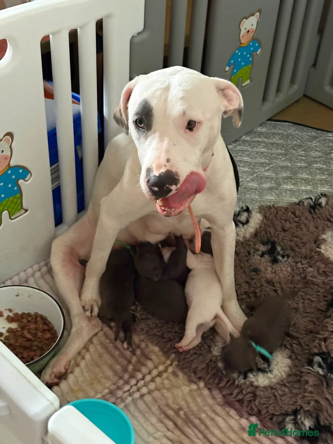 Staffordshire Bull Terrier dogs for sale: Lovely staffie pups   - Advert 1