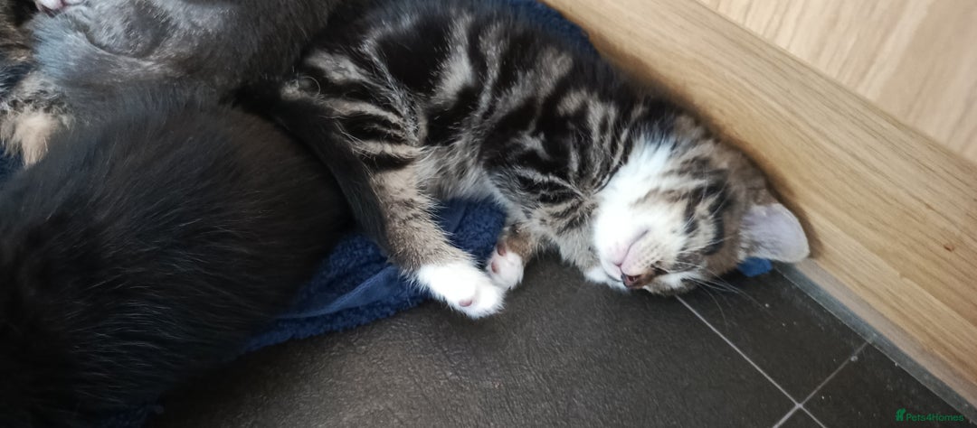 Mixed Breed cats for sale: 3 beautiful kittens looking for their forever home - Image 5