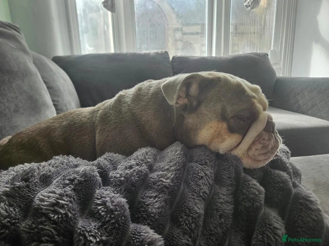 English Bulldog dogs for sale: Sad sale  - Advert 2