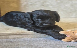 Cocker Spaniel dogs for sale: Merle, red and black cocker pups - Image 12