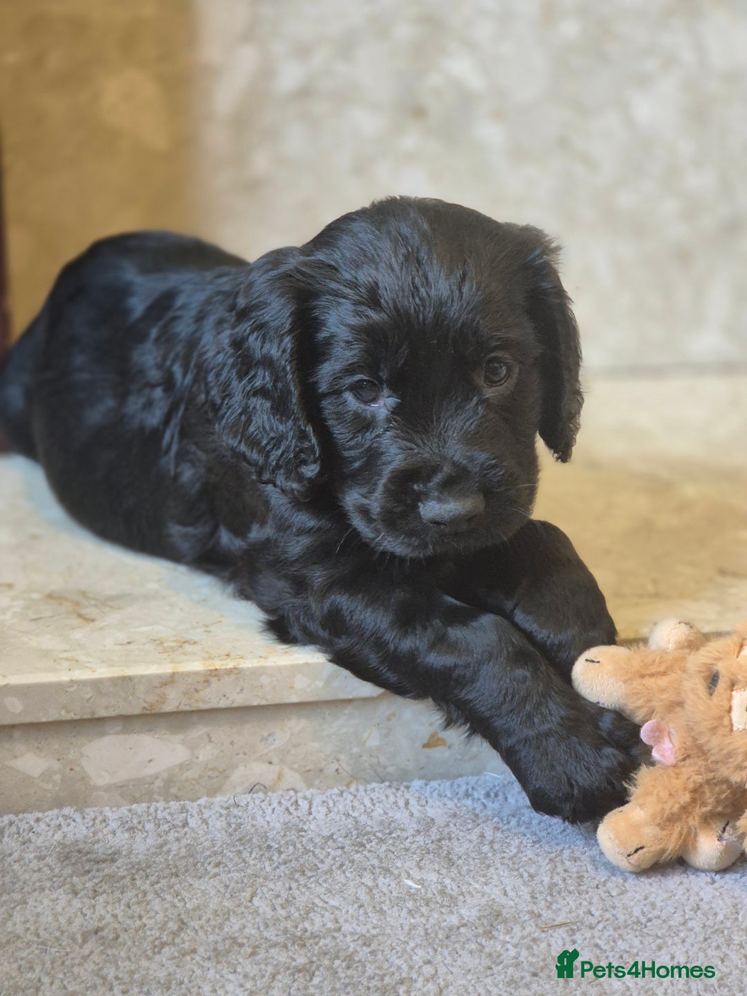 Cocker Spaniel dogs for sale: Merle, red and black cocker pups - Image 12