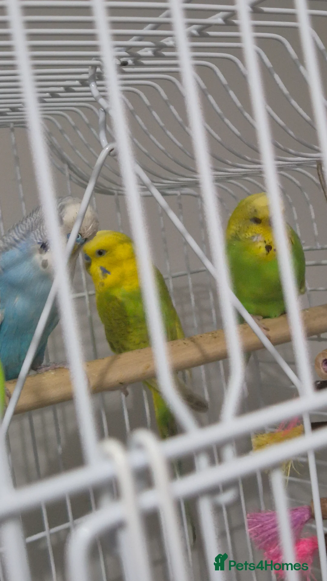 Budgerigars birds for sale: 3 budgies (2 girls 1 boy) - Advert 2