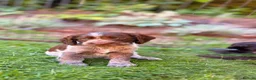 Sprocker dogs for sale: 2 working sprocker boys - Advert 4