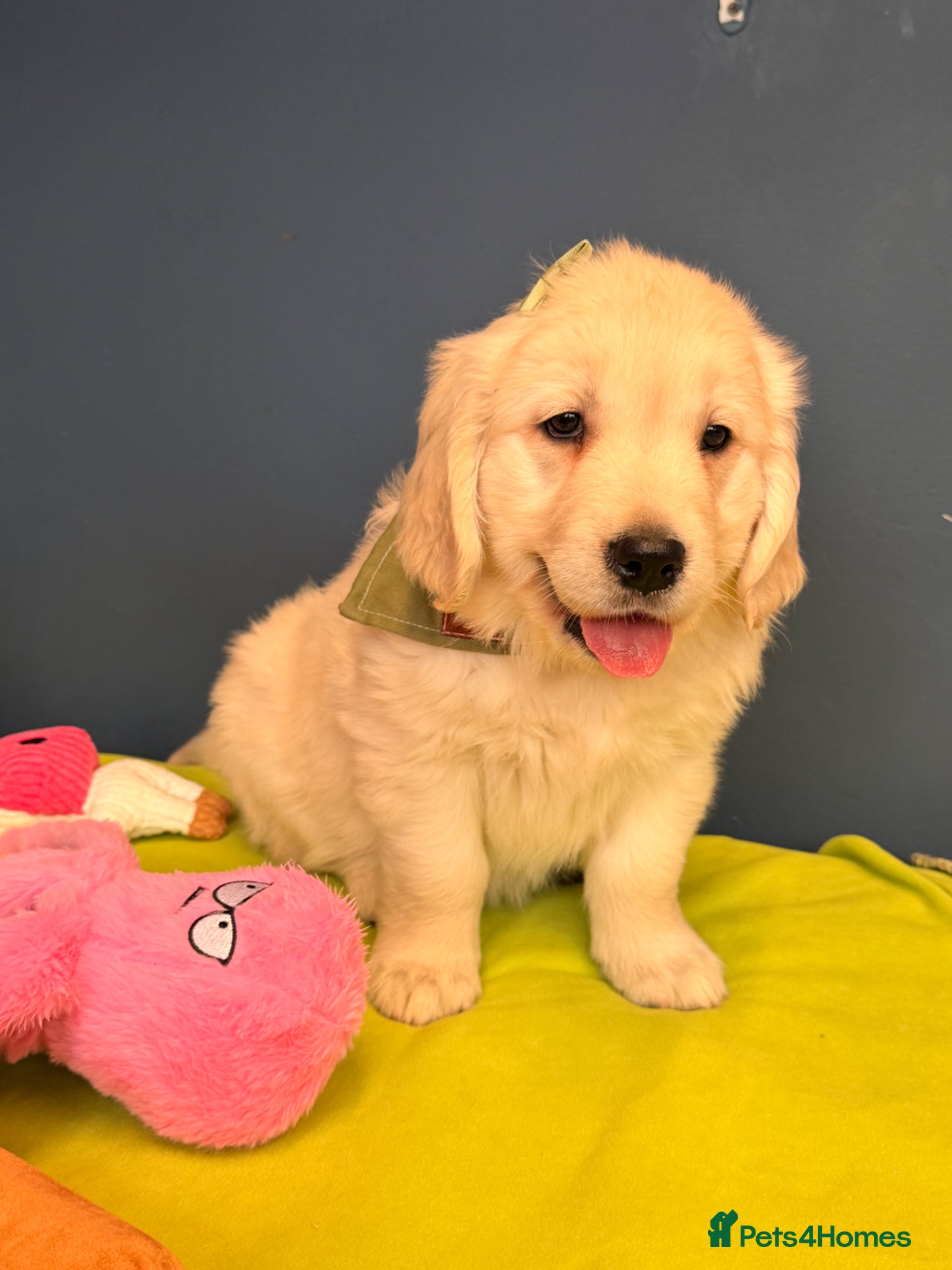 Golden Retriever dogs for sale: 🐶 Gorgeous Chunky type Golden Retriever Puppies🐶 - Advert 8