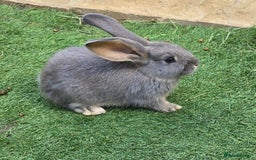 Flemish rabbits for sale: Full Flemish Rabbits  - Image 3