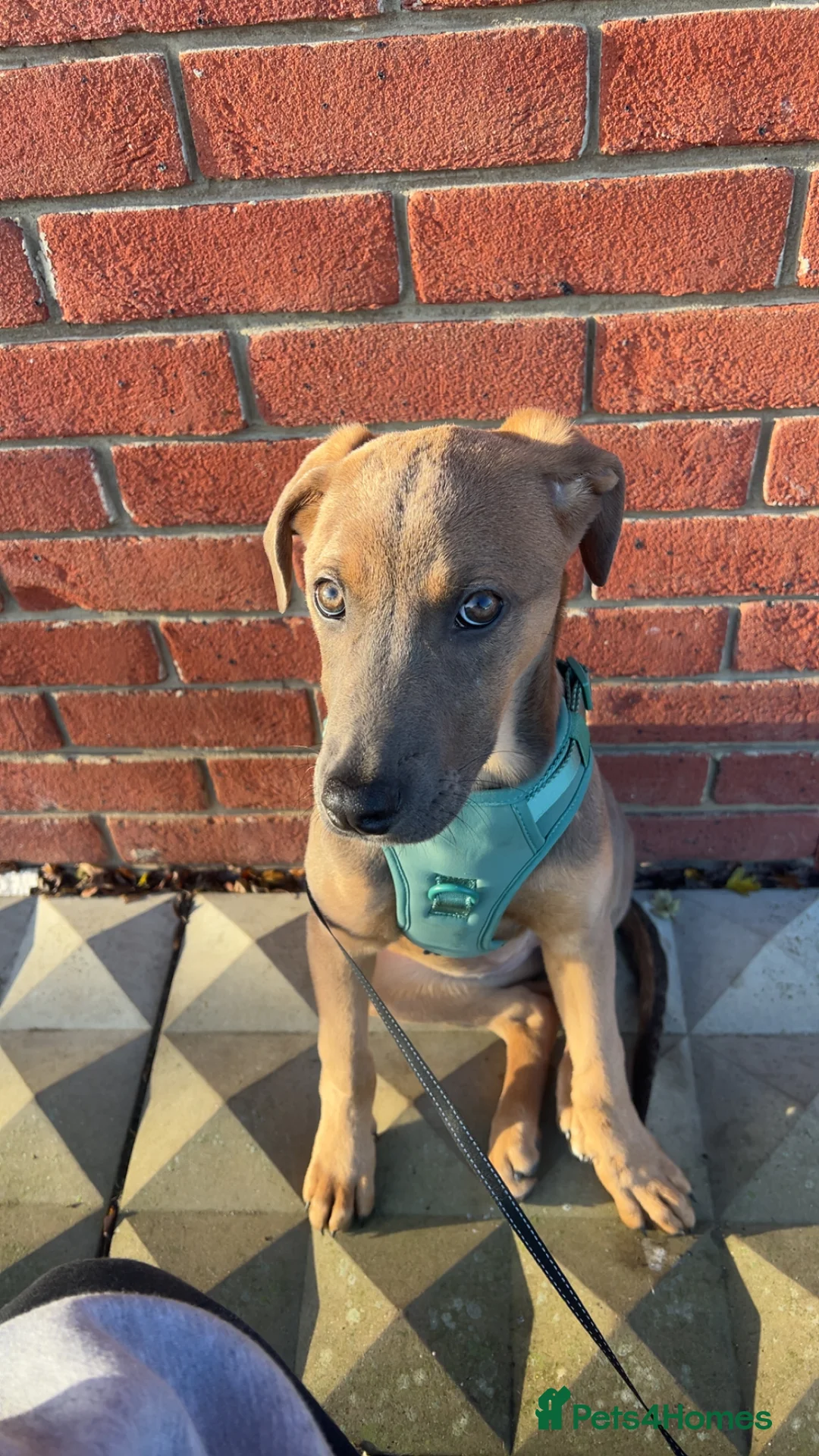 Mixed Breed dogs for sale:  Free ! 6 month puppy cane corso/ grey hound  in Chelmsford - Advert 6