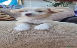 Chinese Crested dogs for sale: 5 beautiful Chinese crested puffs 3 girls 2 boys - Image 17