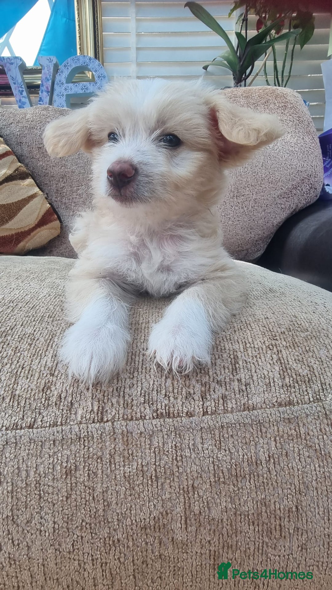 Chinese Crested dogs for sale: 5 beautiful Chinese crested puffs 3 girls 2 boys - Image 17