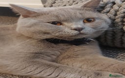 British Shorthair cats for sale: STUNNING 4 MALES BSH KITTENS 900£ - Image 9