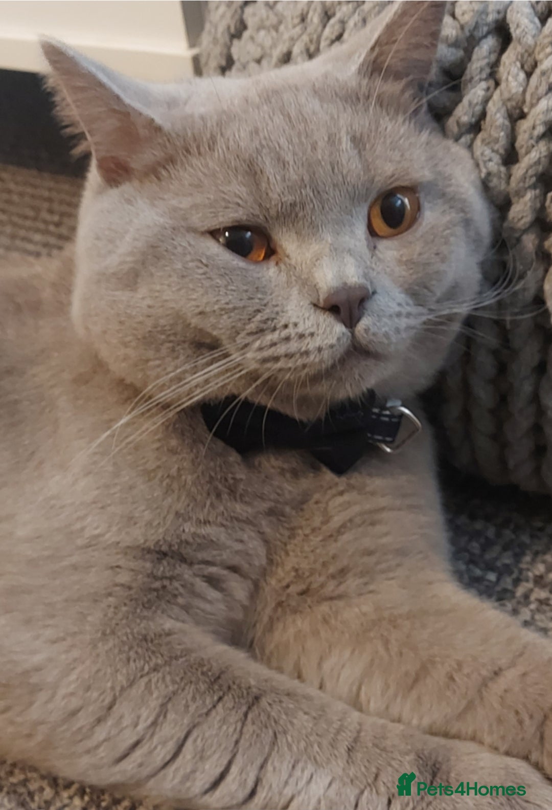 British Shorthair cats for sale: STUNNING 4 MALES BSH KITTENS 900£ - Image 9