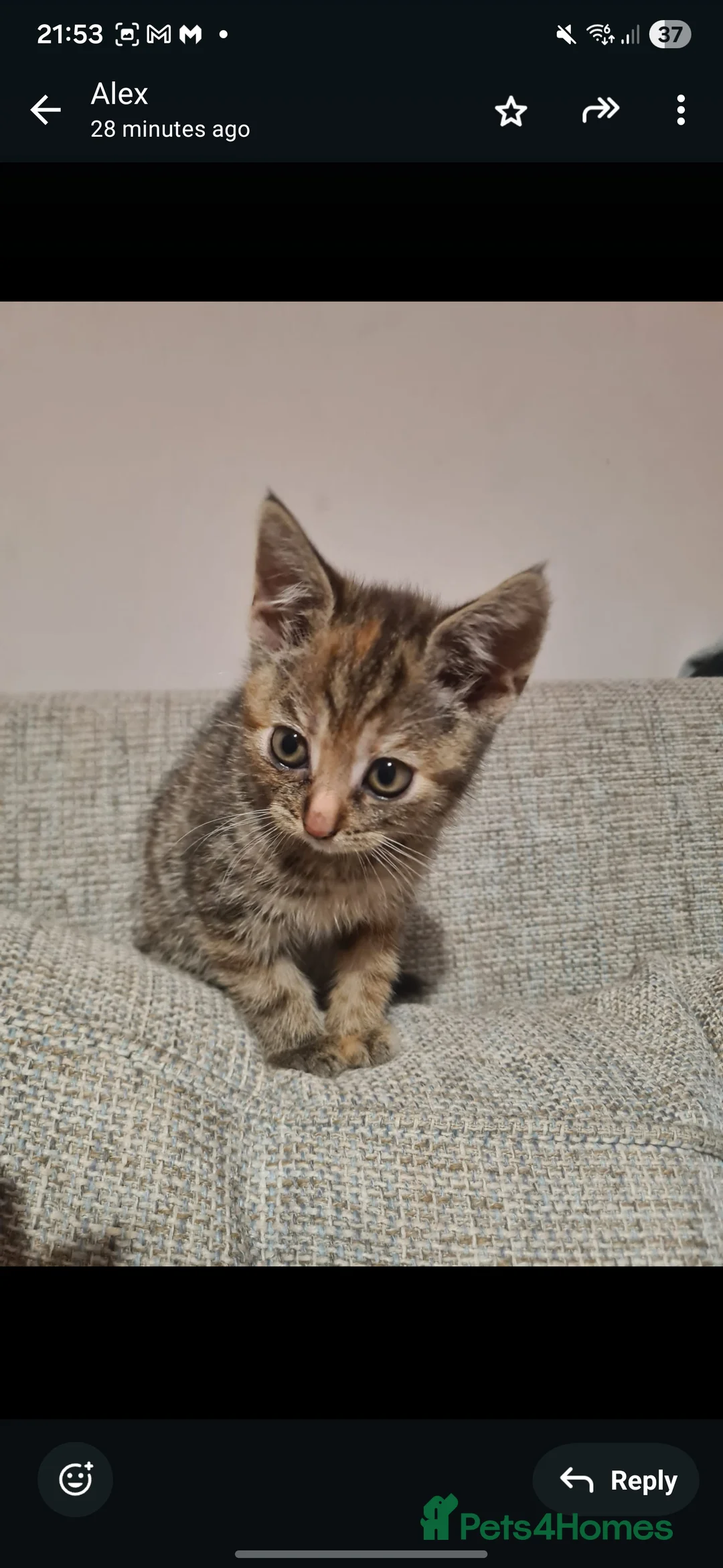 Mixed Breed cats for sale: 10 week old kittens (ready by 5th march) - Advert 8