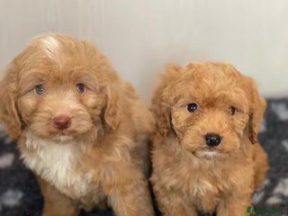 Cockapoo dogs Adorable cockapoo pups - Advert 11