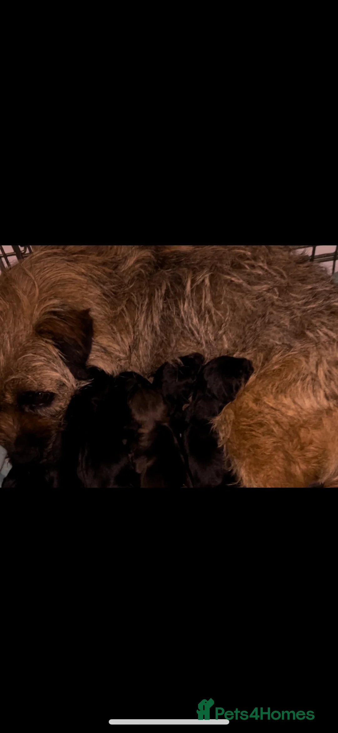 Border Terrier dogs for sale: Border Terrier puppies - Advert 16