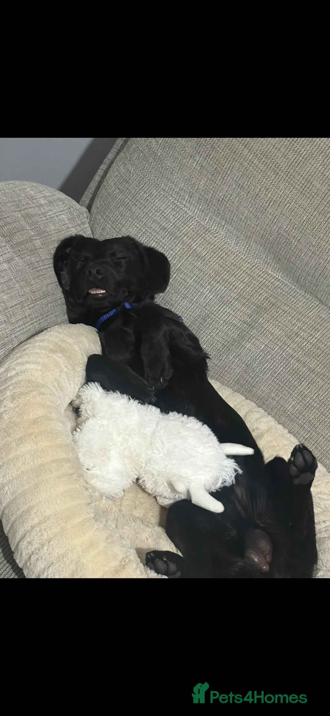 Mixed Breed dogs for sale: Dachshund x Patterdale terrier  - Advert 4