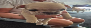 French Bulldog 2