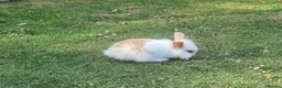 Mini Lion Lop rabbits for sale: 9 Mini Lion Lops For Sale - Advert 6
