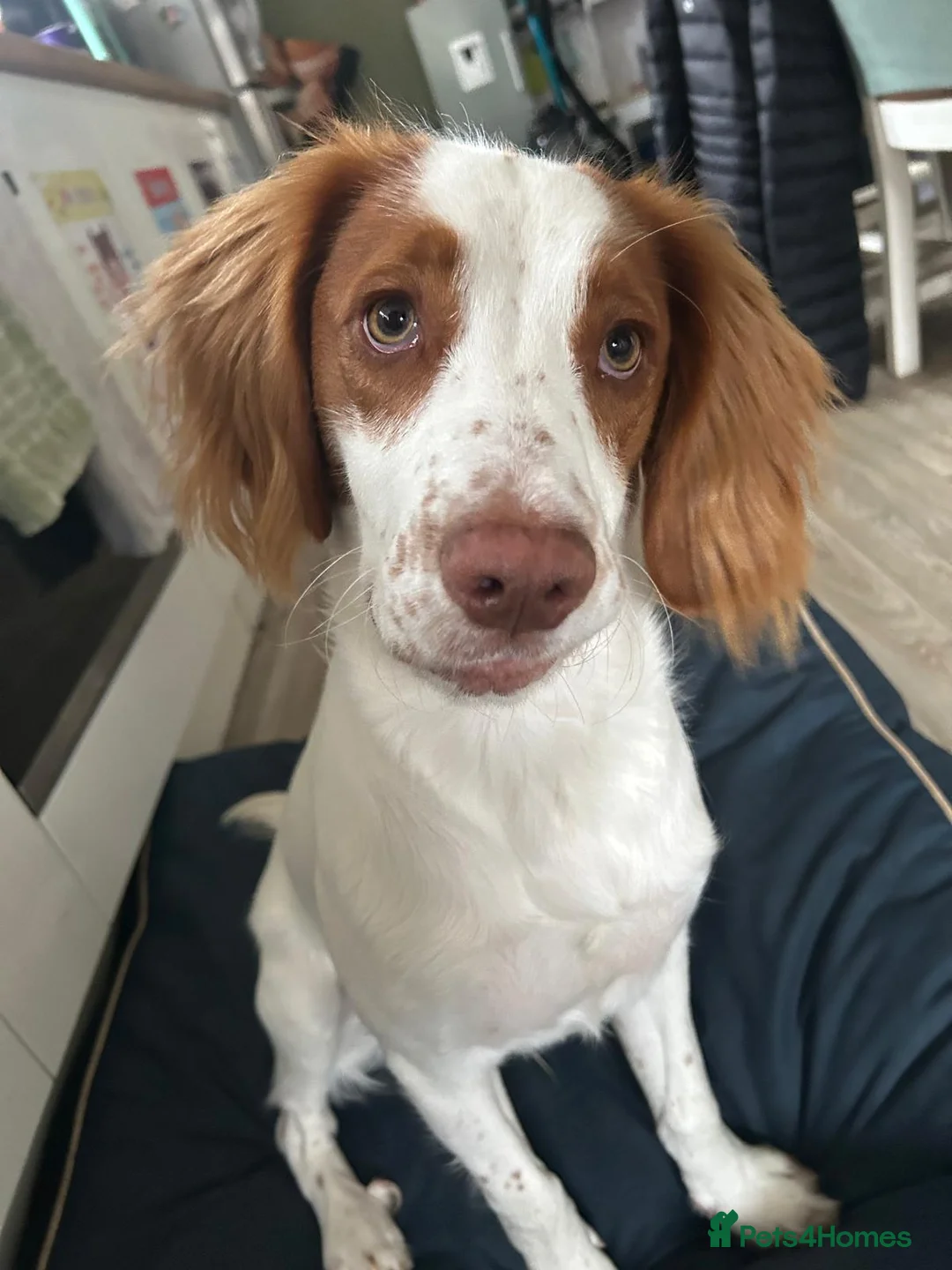 Cocker Spaniel dogs for stud: Red and white cocker spaniel stud in Keighley - Advert 2