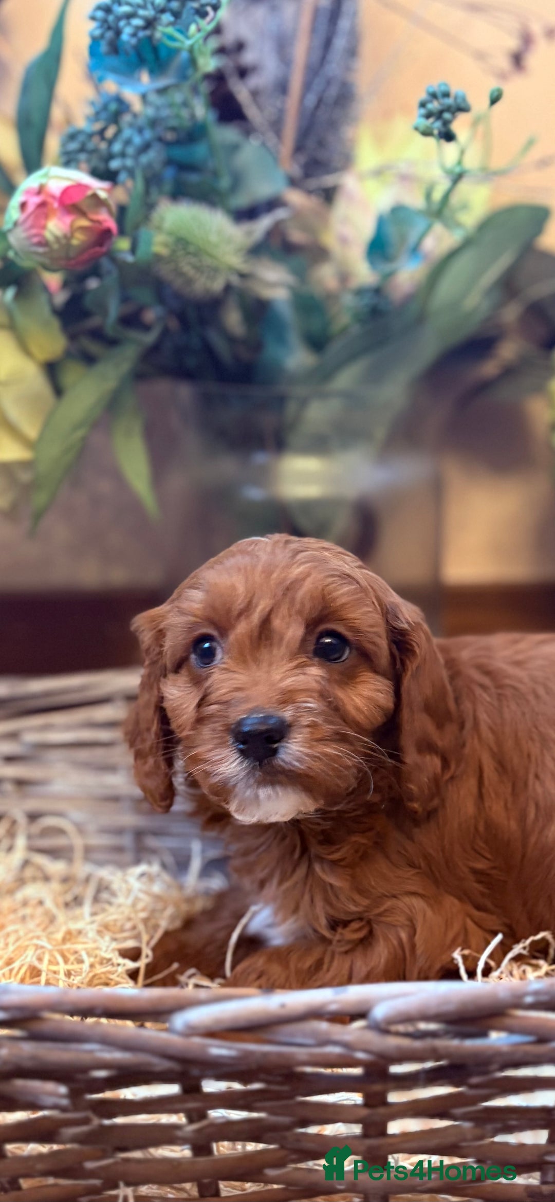 Cavapoo dogs for sale: Health tested toy cavapoo boys - Advert 14