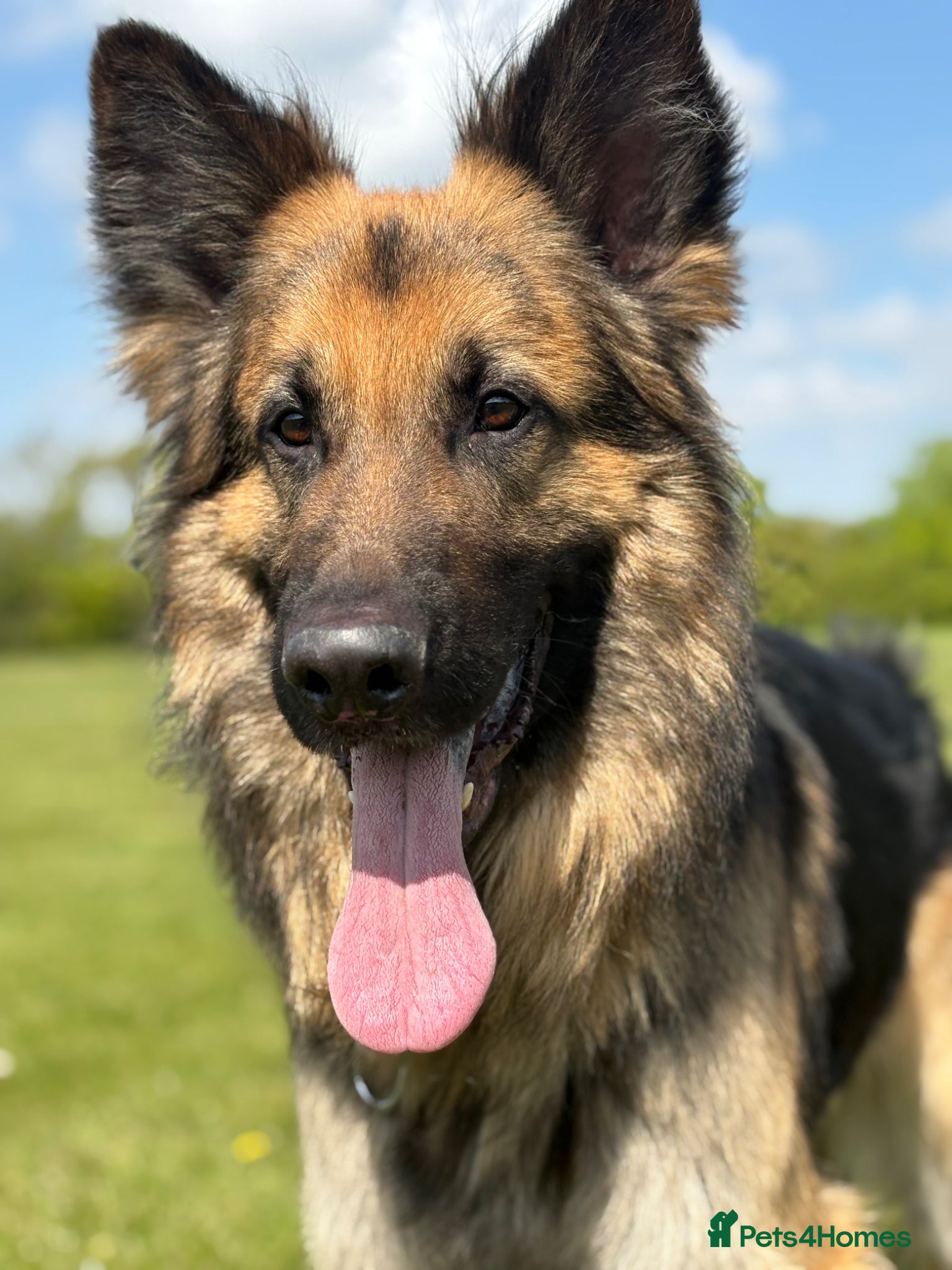 German Shepherd dogs Gorgeous boy stud ***** proven ***** - Advert 1
