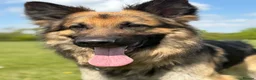 German Shepherd dogs for stud: Gorgeous boy stud ***** proven ***** - Advert 1