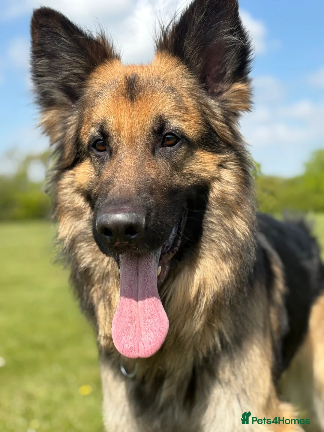 German Shepherd dogs for stud: Gorgeous boy stud ***** proven ***** - Advert 1