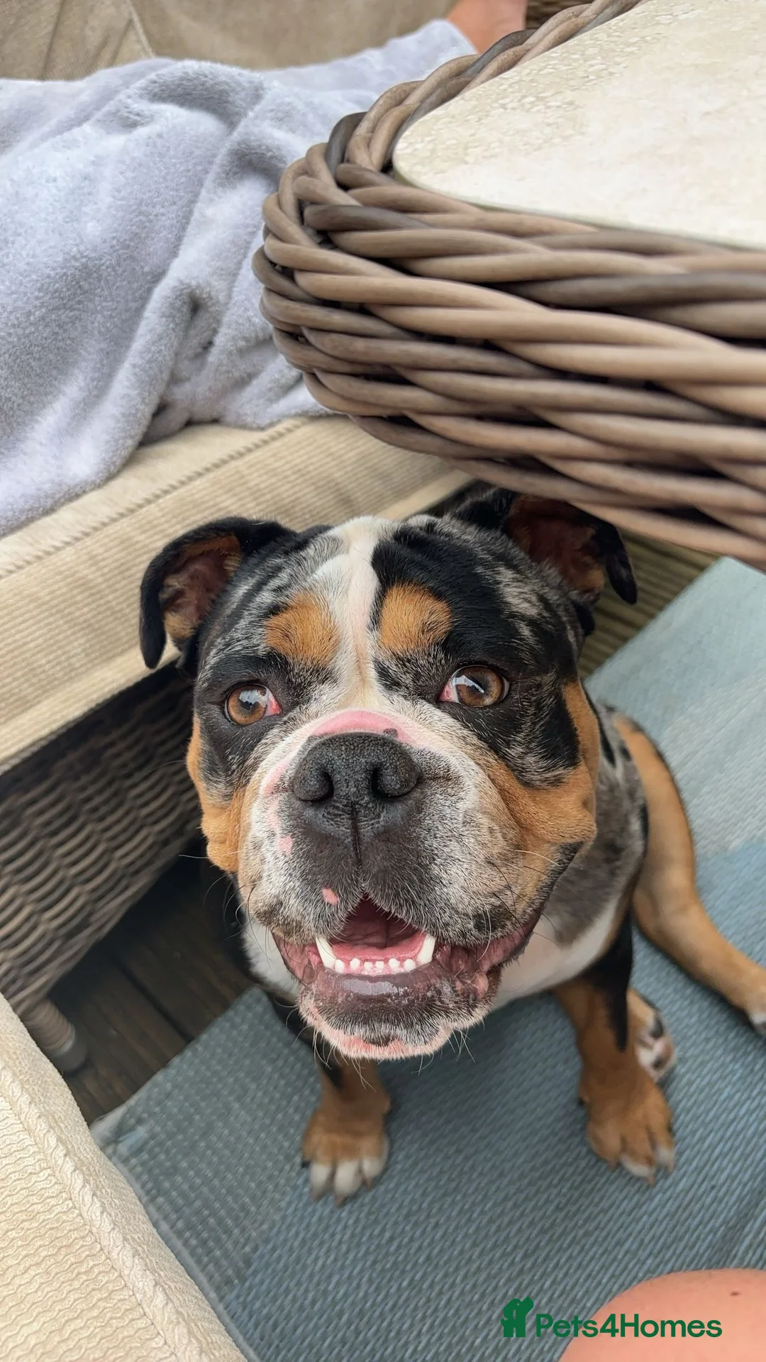 Old Tyme Bulldog dogs for sale: Enzo  - Advert 7