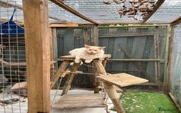 Maine Coon cats for sale: Active Maine Coon Stud for sale - Image 3