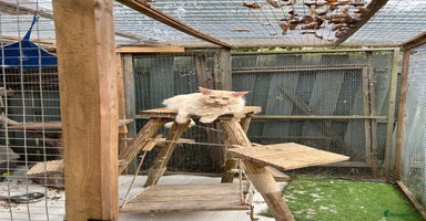 Maine Coon cats - Advert 12