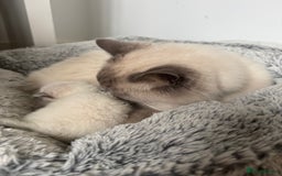 Ragdoll cats for sale: Absolutely Stunning litter of pure Ragdoll kittens - Image 22