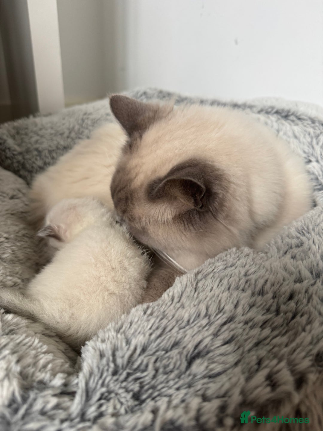 Ragdoll cats for sale: Absolutely Stunning litter of pure Ragdoll kittens - Image 22
