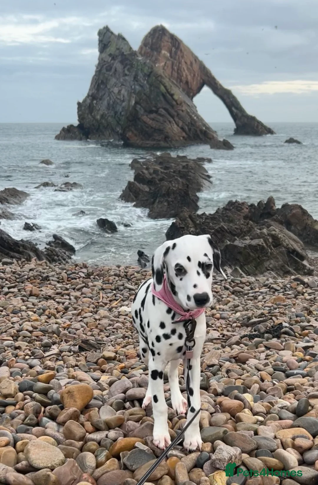 Dalmatian dogs for sale: KC Registered Dalmatian Puppies  - Advert 6