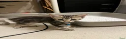 Mixed Breed cats for sale: Mixed breed in London - Advert 2