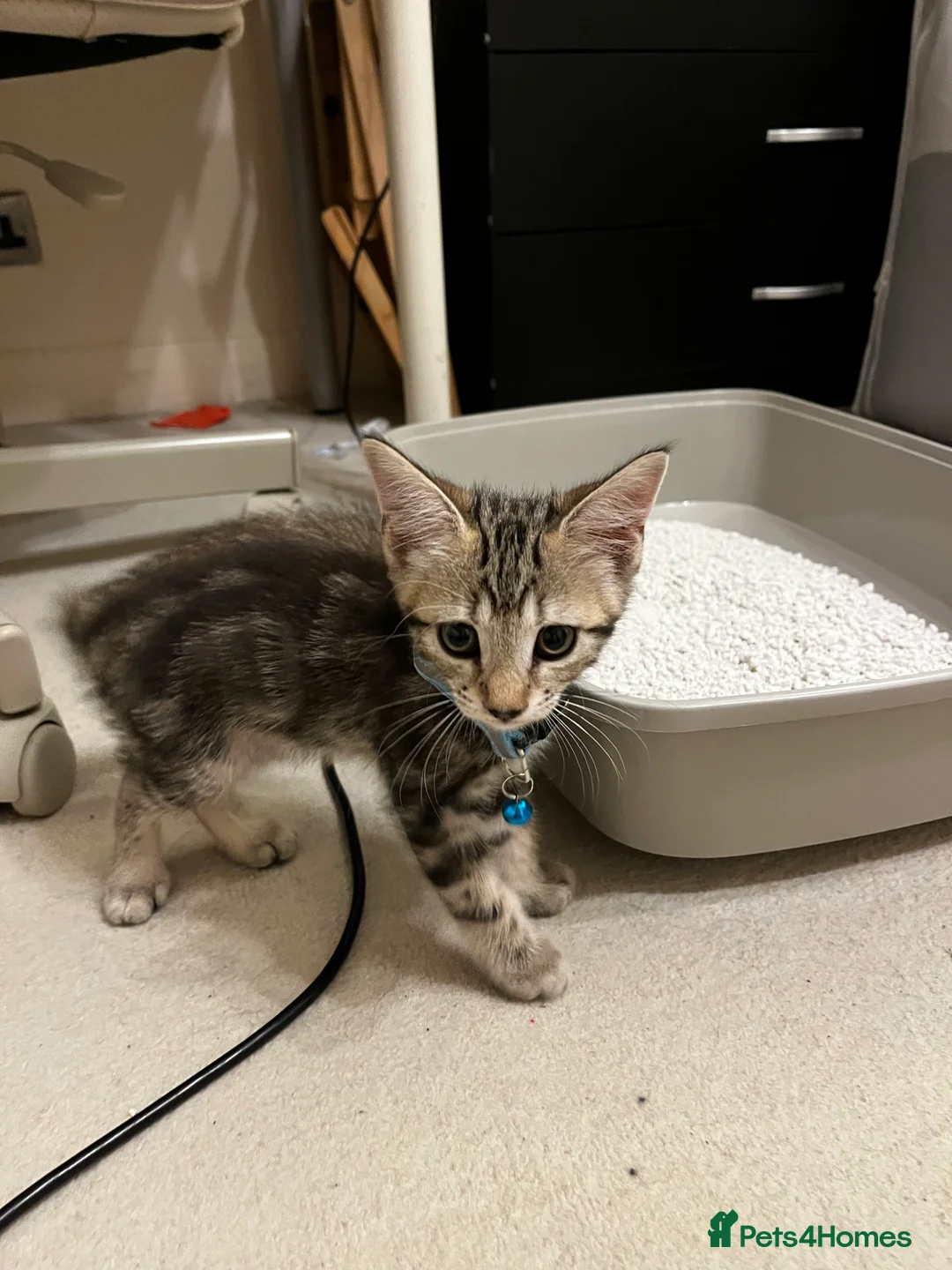 Mixed Breed cats for sale: Mixed breed in London - Advert 2