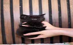 British Shorthair cats for sale: 🎃The Jack Frost Litter–Frost & Pumpkin Whiskers❄️ - Image 36